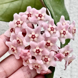 Guangxi Hoya Stem Cuttings | Hoya commutata | Fluffy Fuzzy Pale Pink Red Center Wax Vine