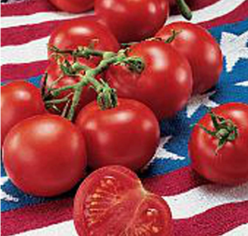 Fourth of July Non-GMO Tomato Seeds | Solanum lycopersicum 'Fourth of July' | Fast Early Ripening Round Red Slicing Garden Vegetable