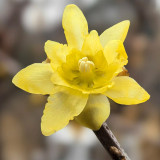Large Flower Pure Yellow Wintersweet Seeds | Chimonanthus praecox | Highly Fragrant Cold Hardy Winter Shrub