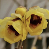 Guifei Sandalwood Wintersweet Seeds | Chimonanthus praecox | Yellow Petal Red Heart Strong Scent Winter Shrub