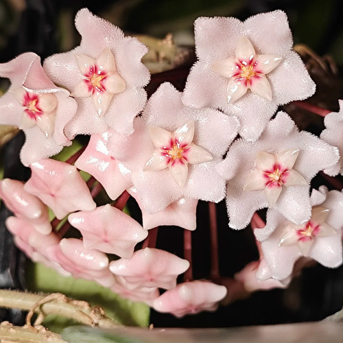 Guangxi Hoya Stem Cuttings | Hoya commutata | Fluffy Fuzzy Pale Pink Red Center Wax Vine