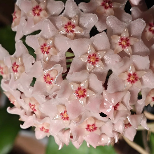 Guangxi Hoya Stem Cuttings | Hoya commutata | Fluffy Fuzzy Pale Pink Red Center Wax Vine