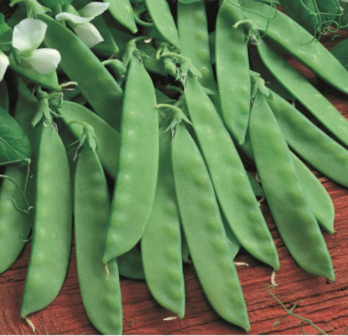 Oregon Sugar Pod II Snow Pea Seeds | Pisum sativum var. saccharatum | Sweet Edible Flat Pod Vegetable