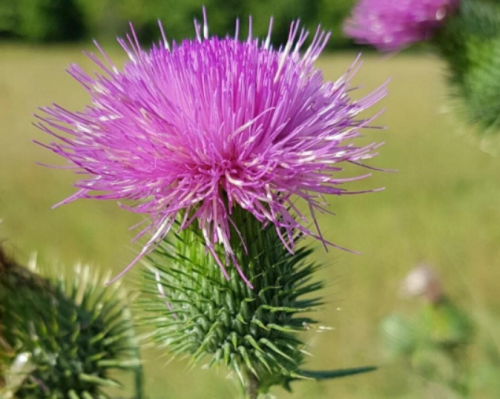Scottish Thistle Garden Seeds | Onopordum acanthium | Purple Spiky Ornamental Wildflower