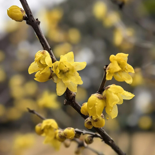 Large Flower Pure Yellow Wintersweet Seeds | Chimonanthus praecox | Highly Fragrant Cold Hardy Winter Shrub