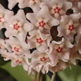 Guangxi Hoya Stem Cuttings | Hoya commutata | Fluffy Fuzzy Pale Pink Red Center Wax Vine