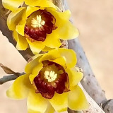 Guifei Sandalwood Wintersweet Seeds | Chimonanthus praecox | Yellow Petal Red Heart Strong Scent Winter Shrub