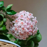 Guangxi Hoya Stem Cuttings | Hoya commutata | Fluffy Fuzzy Pale Pink Red Center Wax Vine