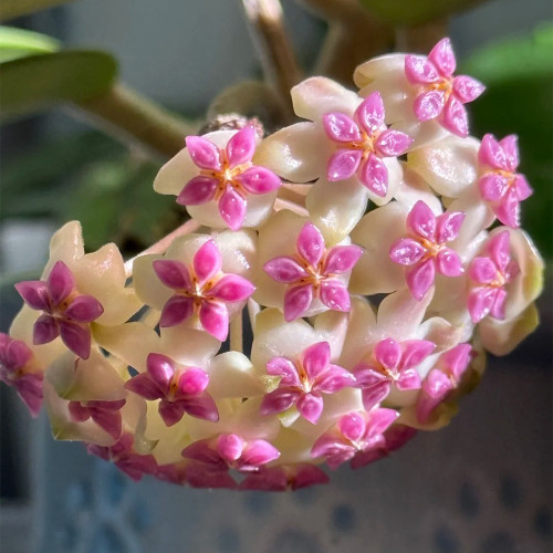 Liya Hybrid Hoya Stem Cuttings | Hoya icensis | Glossy Cream White Bright Pink Center Wax Vine
