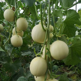 Caidu Jinyu No.12 F1 Melon Seeds | Cucumis melo var. cantalupensis | 17 Brix Orange Flesh White Skin Thick Rind Muskmelon
