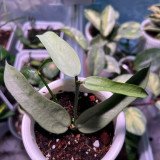 Fiddle Leaf Hoya Stem Cuttings | Hoya pandurata Silver | Long Lanceolate Pale Yellow Pink Center Wax Vine