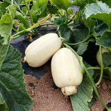Fire Phoenix F1 Silver Melon Seeds | Cucumis melo var. makuwa | Silvery Glossy Peel Crisp Aromatic 13-14 Brix Muskmelon
