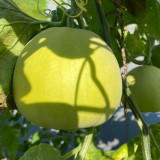 Sanjiang Tianbao Muskmelon Seeds | Cucumis melo var. makuwa | Early 35-Day Mature 17 Brix Crisp Thin-Rind Melon