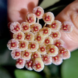 Wallin Two-Tone Fuzzy Hoya Stem Cuttings | Hoya walliniana | Cream Ivory Pink Red Center Wax Vine