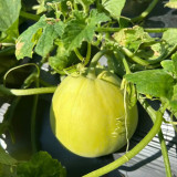 Sanjiang Tianbao Muskmelon Seeds | Cucumis melo var. makuwa | Early 35-Day Mature 17 Brix Crisp Thin-Rind Melon