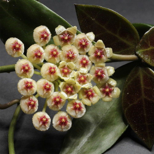 Wallin Two-Tone Fuzzy Hoya Stem Cuttings | Hoya walliniana | Cream Ivory Pink Red Center Wax Vine