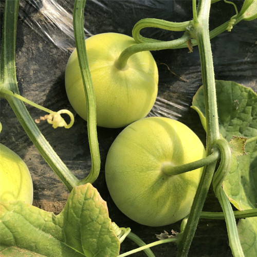 Sanjiang Tianbao Muskmelon Seeds | Cucumis melo var. makuwa | Early 35-Day Mature 17 Brix Crisp Thin-Rind Melon