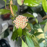 Wallin Two-Tone Fuzzy Hoya Stem Cuttings | Hoya walliniana | Cream Ivory Pink Red Center Wax Vine