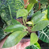 Wallin Two-Tone Fuzzy Hoya Stem Cuttings | Hoya walliniana | Cream Ivory Pink Red Center Wax Vine