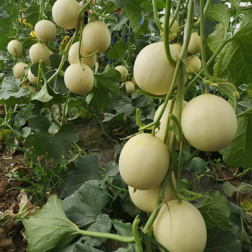Caidu Jinyu No.12 F1 Melon Seeds | Cucumis melo var. cantalupensis | Disease Resistant Fast Swelling Commercial Garden Melon