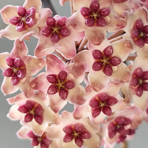 Sweet Hybrid Hoya Stem Cuttings | Hoya 'Sweet' | Fluffy Blush Cream Burgundy Core Wax Vine
