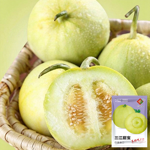 Sanjiang Tianbao Muskmelon Seeds | Cucumis melo var. makuwa | Early 35-Day Mature 17 Brix Crisp Thin-Rind Melon
