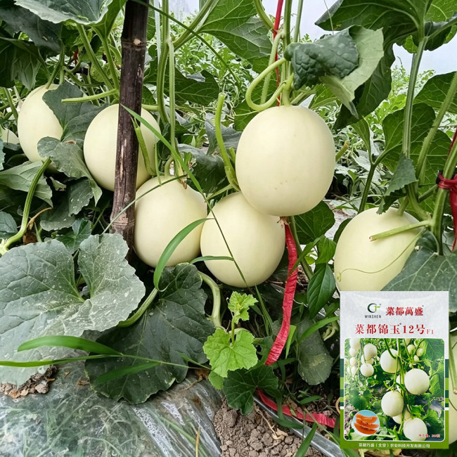 Caidu Jinyu No.12 F1 Melon Seeds | Cucumis melo var. cantalupensis | Disease Resistant Fast Swelling Commercial Garden Melon