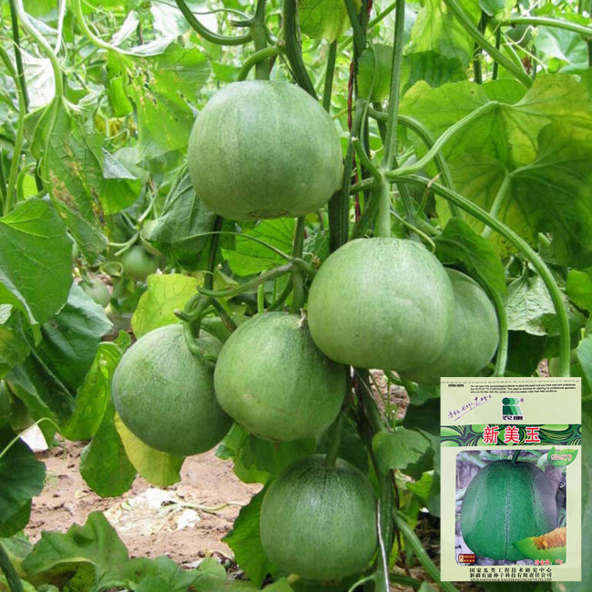 Xin Meiyu F1 Melon Seeds | Cucumis melo var. makuwa | Dark Green Pear Melon 16 Brix Emerald Green Crisp Flesh