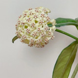 Large Broad Leaf Hoya Stem Cuttings | Hoya latifolia | Giant Round Cream Pale Pink Center Wax Vine