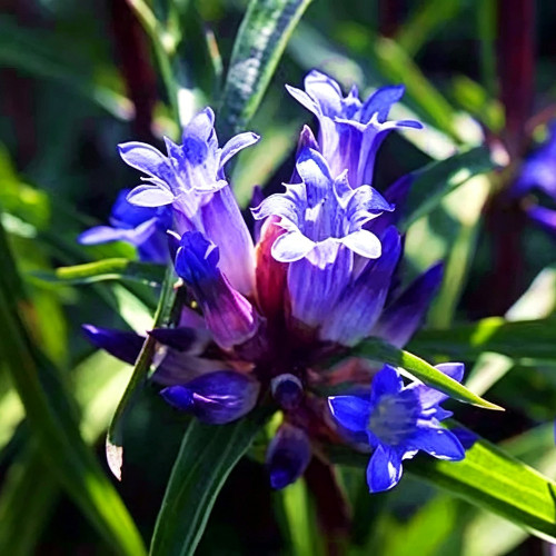 Largeleaf Gentian Qin Jiao Seeds | Gentiana macrophylla | Cold Hardy Perennial Potted & Outdoor Ground Cover Herb