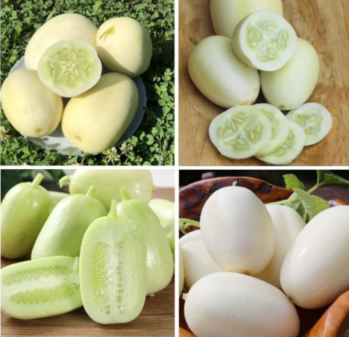 Dragon's Egg Cucumber Seeds | Cucumis sativus | Heirloom Oval White Crisp Salad Garden Veggie