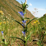 Largeleaf Gentian Qin Jiao Seeds | Gentiana macrophylla | Cold Hardy Perennial Potted & Outdoor Ground Cover Herb