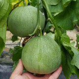 Xin Meiyu F1 Melon Seeds | Cucumis melo var. makuwa | Dark Green Pear Melon 16 Brix Emerald Green Crisp Flesh