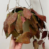 Big Green Leaf Caudata Hoya Stem Cuttings | Hoya caudata 'Big Green Leaf' | Giant Wavy Sun-Red Foliage Fluffy Wax Vine