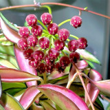 Variegated Kentiana Hoya Stem Cuttings | Hoya kentiana 'Variegata' | Cream Margin Lanceolate Variegated Wax Vine
