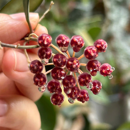 Rosita Hoya Stem Cuttings | Hoya rosita | Sun-Stressed Burgundy Red Leaf Tiny Red Bud Wax Vine