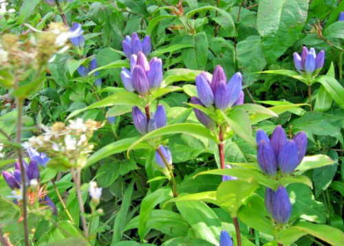 Bottle Gentian Wildflower Seeds | Gentiana andrewsii | Blue Native Shade Perennial