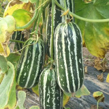 Shengmei No.1 F1 Melon Seeds | Cucumis melo var. makuwa | Green Striped Oval Melon 14-16 Brix Crisp Yellow-Green Flesh
