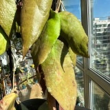 Big Green Leaf Caudata Hoya Stem Cuttings | Hoya caudata 'Big Green Leaf' | Giant Wavy Sun-Red Foliage Fluffy Wax Vine