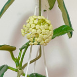Large Broad Leaf Hoya Stem Cuttings | Hoya latifolia | Giant Round Cream Pale Pink Center Wax Vine