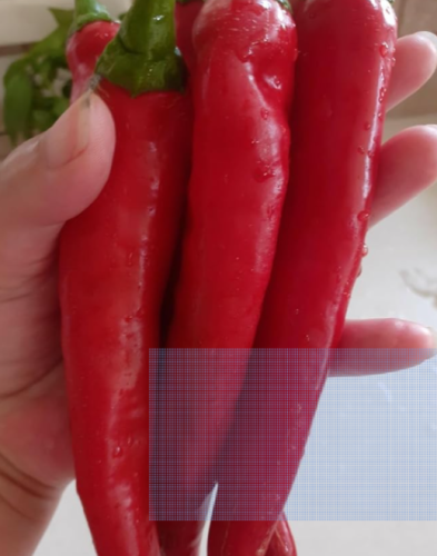 Korean Giant Red Chili Pepper Seeds | Capsicum annuum | High Yield Mild Heat Long Red Vegetable