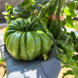 Mushroom Basket Tomato Seeds | Solanum lycopersicum | Russian Heirloom Ribbed Meaty Low-Seed Beefsteak Tomato