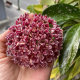 Red Button Hybrid Hoya Stem Cuttings | Hoya pubicalyx 'Red Button' | Fuzzy Deep Burgundy Red Two-Tone Wax Vine