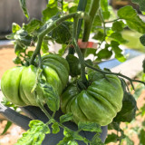 Mushroom Basket Tomato Seeds | Solanum lycopersicum | Russian Heirloom Ribbed Meaty Low-Seed Beefsteak Tomato