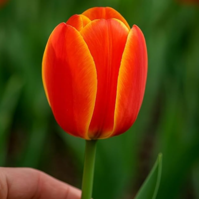 Apeldoorn's Elite Tulip Bulbs | Tulipa gesneriana Darwin Hybrid | Large Red-Orange Edge