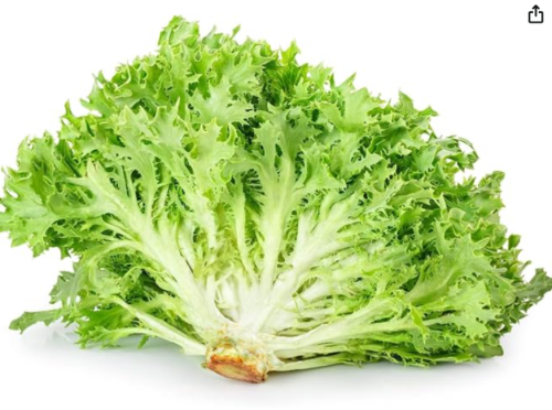 Green Curled Frisée Endive Seeds | Cichorium endivia var. crispum | Moss Curled Gourmet Salad Leafy Vegetable