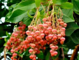 Lily of the Valley Sourwood Tree Seeds | Oxydendrum arboreum | Honey Bee Pollinator