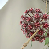 Red Button Hybrid Hoya Stem Cuttings | Hoya pubicalyx 'Red Button' | Fuzzy Deep Burgundy Red Two-Tone Wax Vine