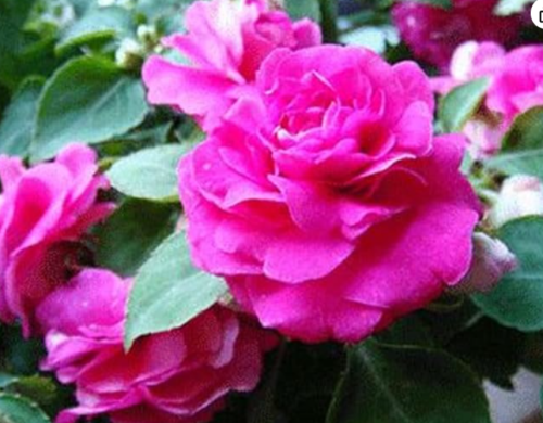 Double Balsam Impatiens Seeds | Impatiens balsamina | Rose-Like Double Bloom