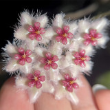 Big Green Leaf Caudata Hoya Stem Cuttings | Hoya caudata 'Big Green Leaf' | Giant Wavy Sun-Red Foliage Fluffy Wax Vine